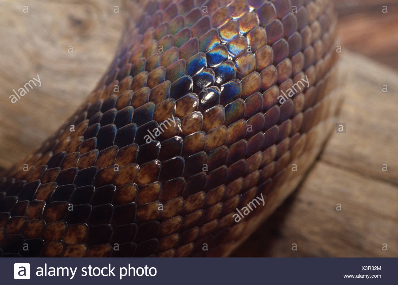 Spotted Python High Resolution Stock Photography and Images - Alamy