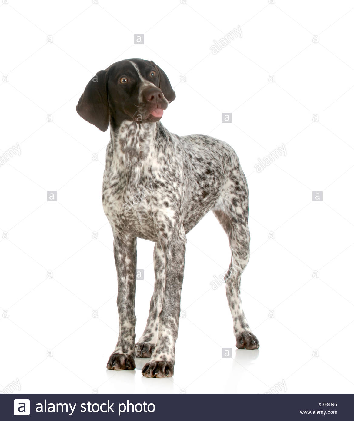 funny german shorthaired pointer pictures