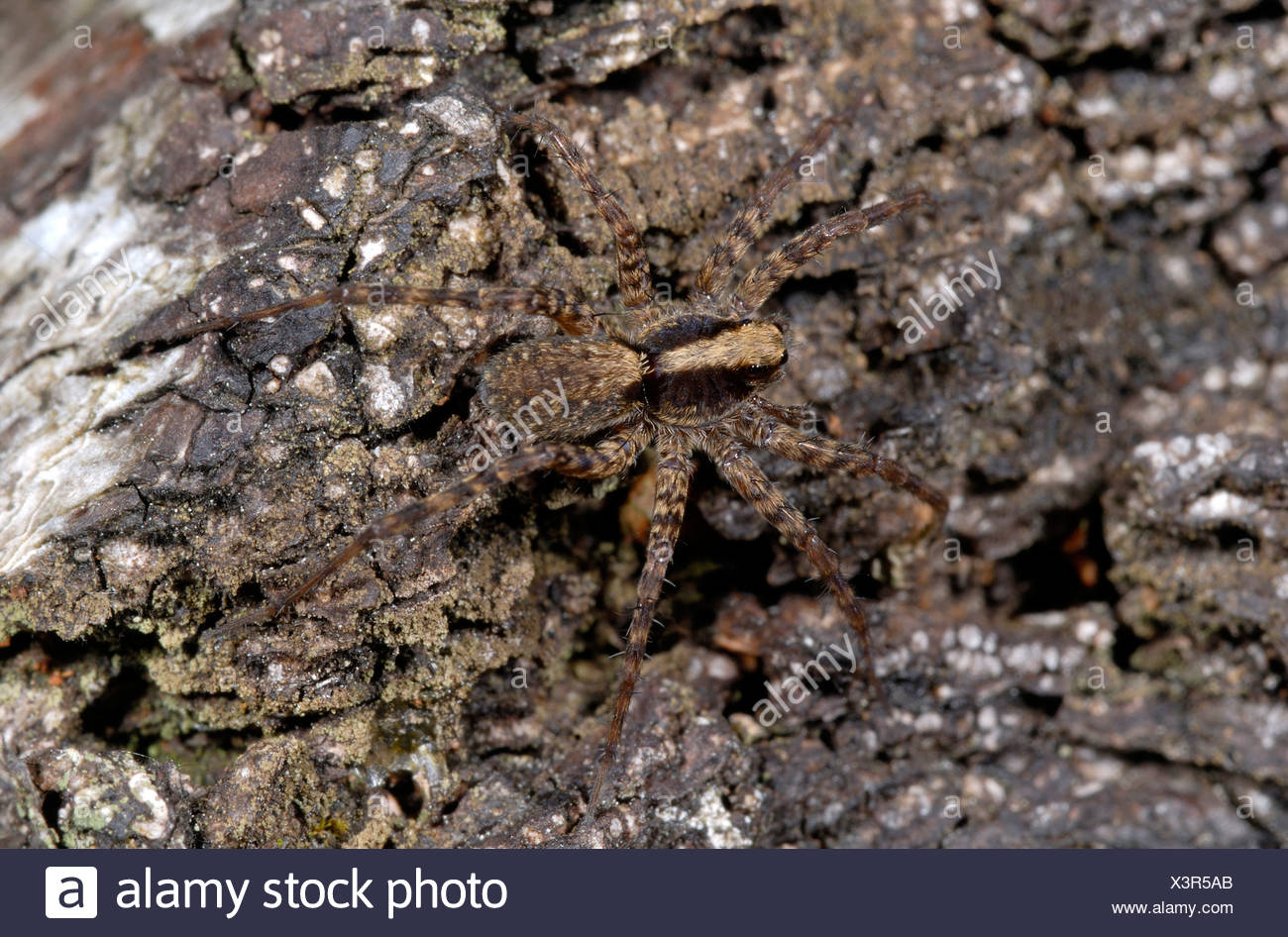 Wolf Spider Pardosa Lugubris Close Up Of Female Spider Camouflaged On A Pine Tree In A Norfolk Wood Stock Photo Alamy