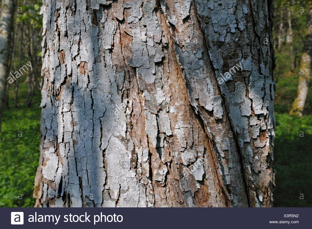 The Rough Bark Of An Old Sycamore Tree In Ancient Woodlands Near Killin Perthshire Scotland Uk Stock Photo Alamy The Rough Bark Of An Old Sycamore Tree In Ancient Woodlands Near Killin Perthshire Scotland Uk Stock Photo Alamy