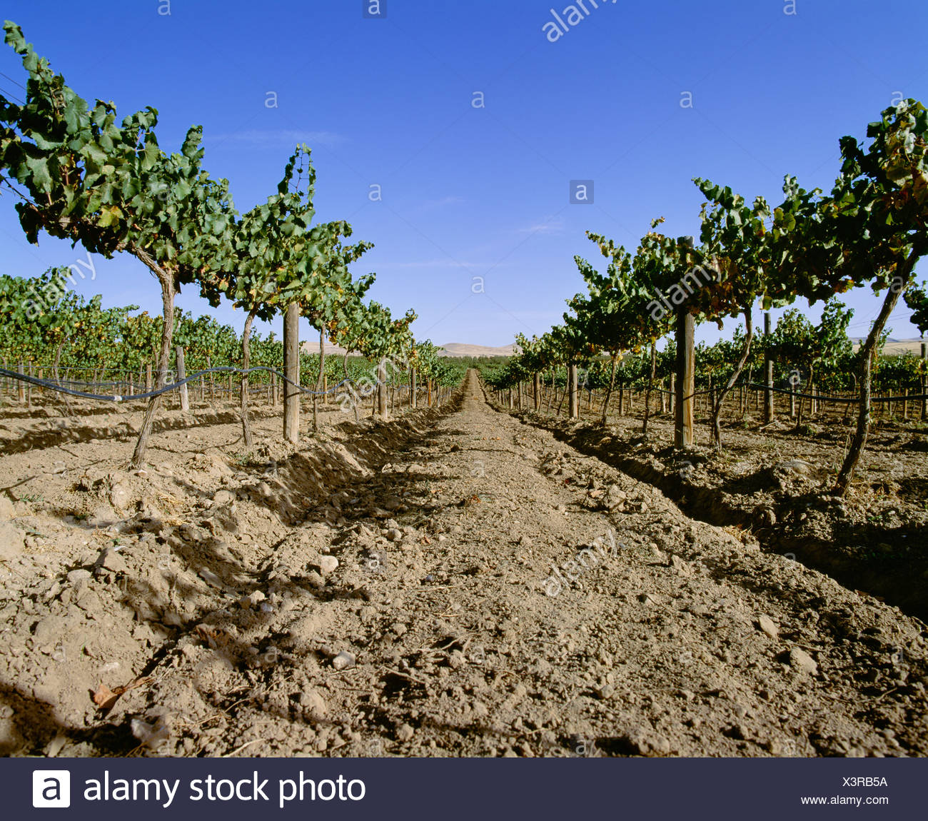 Vineyard Drip Irrigation Stock Photos & Vineyard Drip Irrigation Stock