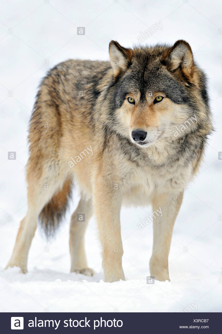 mountain wolf dog