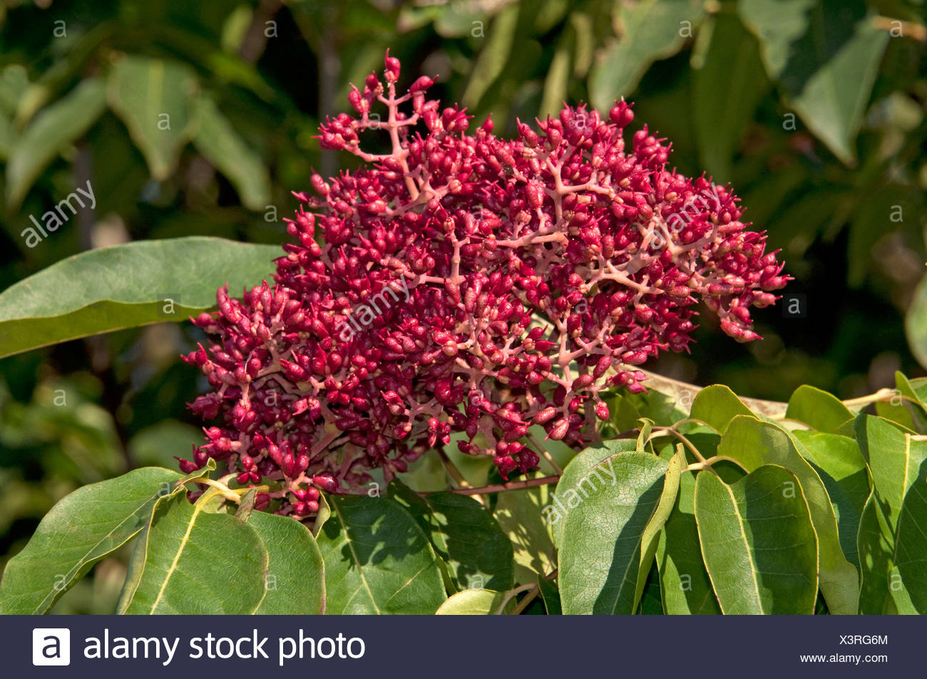 evodia daniellii 30 Semi Bee Bee Tree Seeds 30+ evodia daniellii 30 Semi Bee Bee Tree Seeds 30+