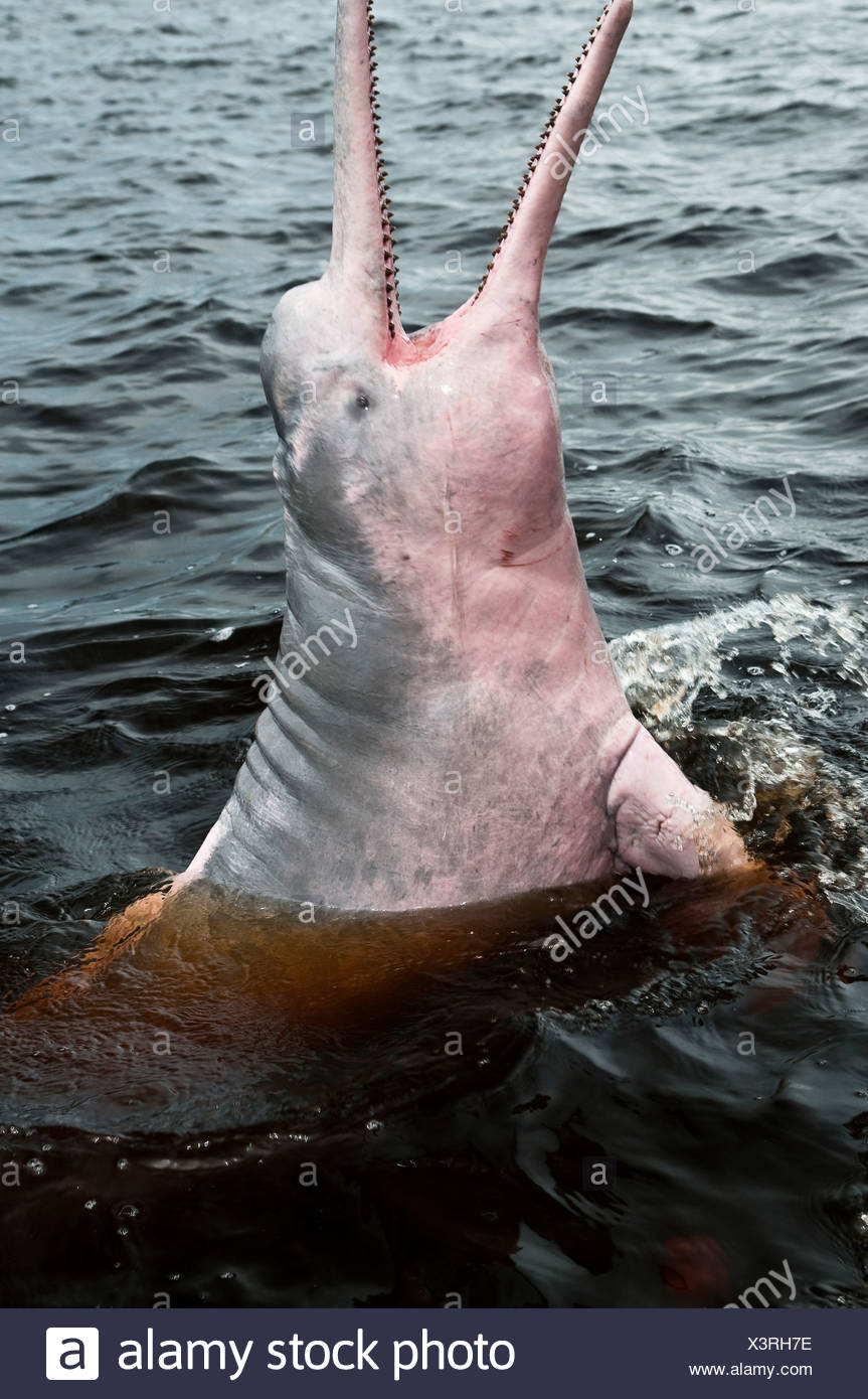 Amazon River Dolphin Or Pink River Dolphin Inia Geoffrensis Freshwater River Dolphin Endemic To The Amazon Opened Mouth Stock Photo Alamy Amazon River Dolphin Or Pink River Dolphin Inia Geoffrensis Freshwater River Dolphin Endemic To The Amazon Opened Mouth Stock Photo Alamy