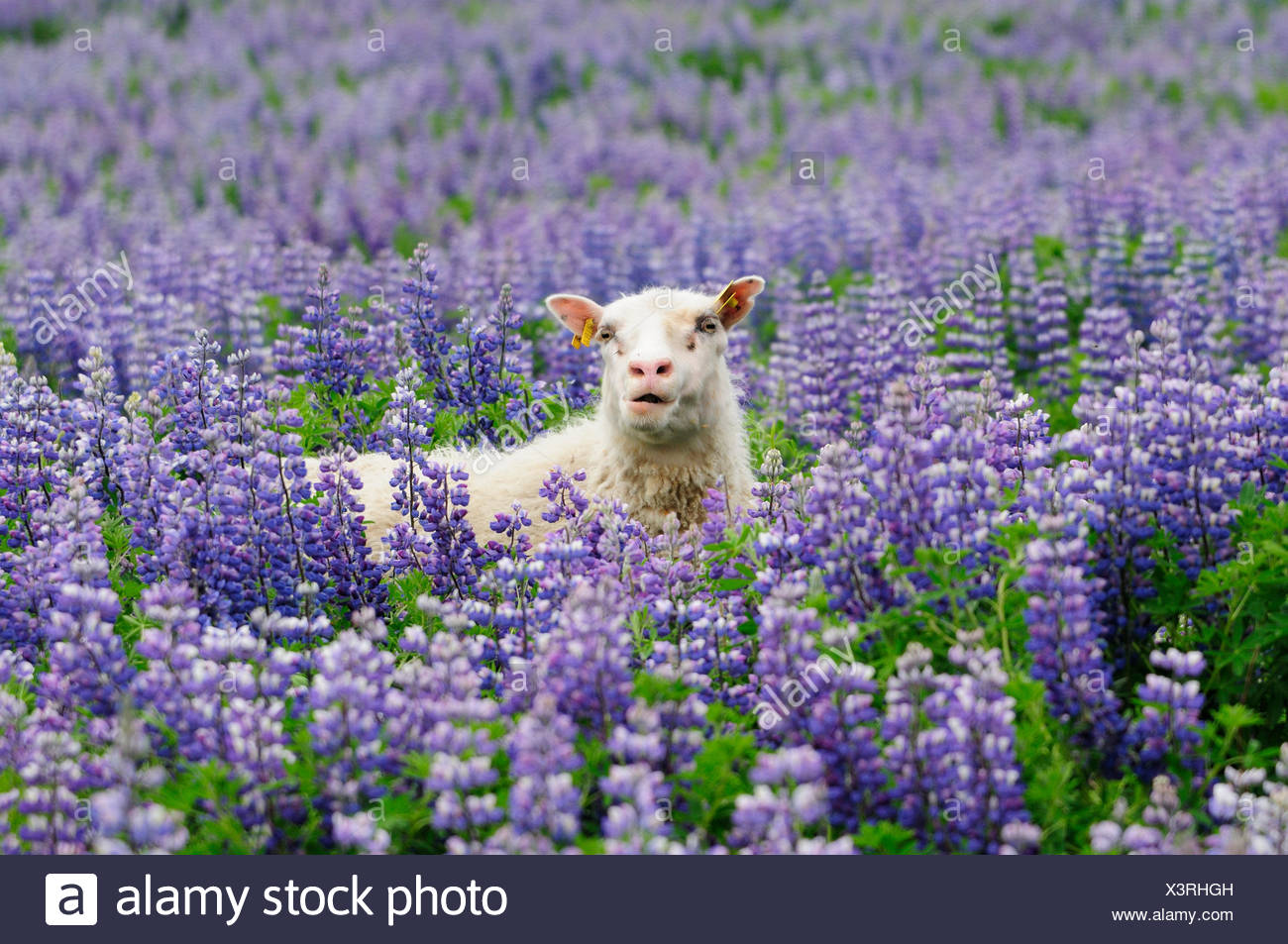 Sheep Feeding Blue Nootka Lupin Field Stock Photo Alamy