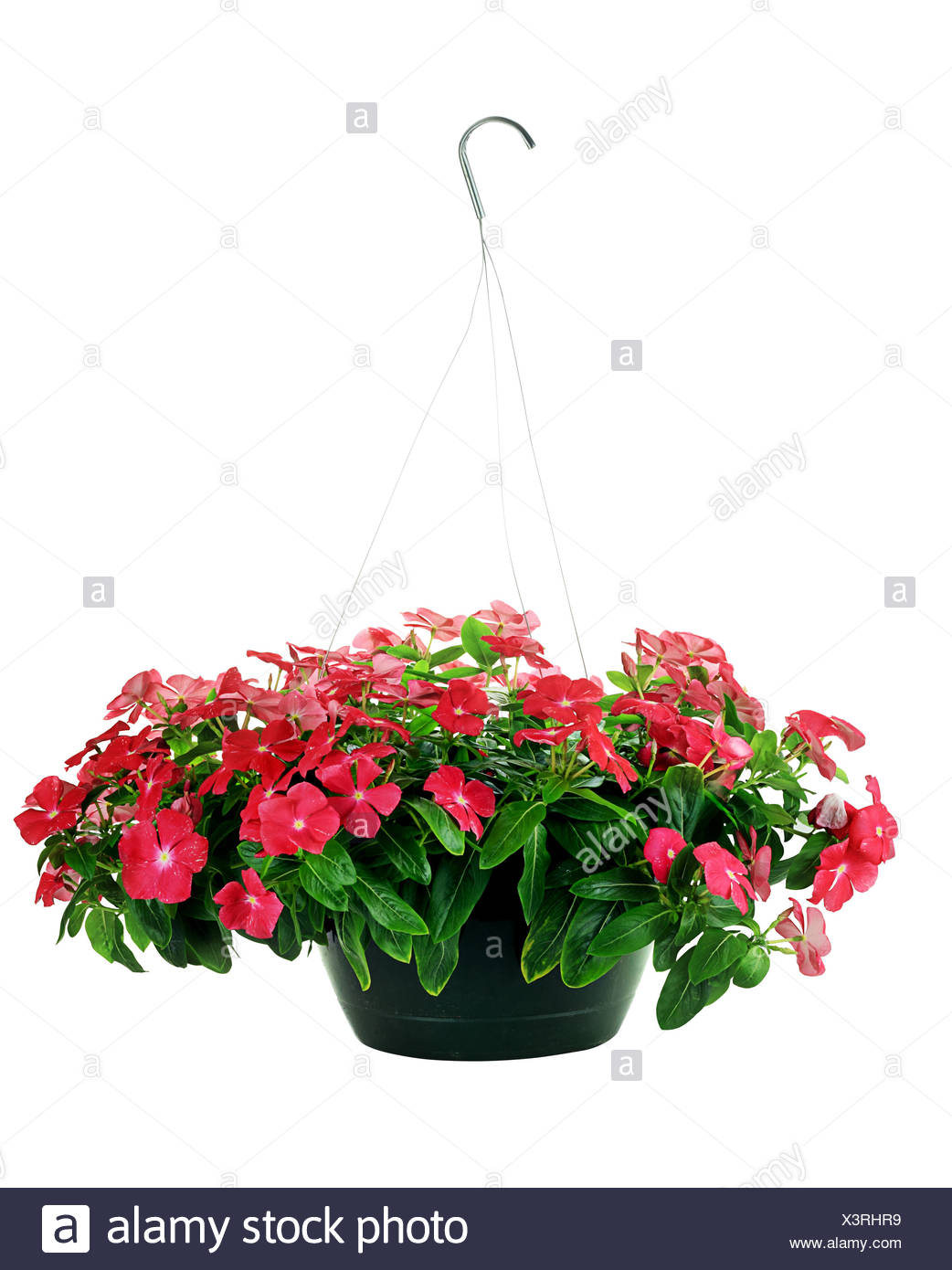 Hanging Basket Impatiens High Resolution Stock Photography and Images