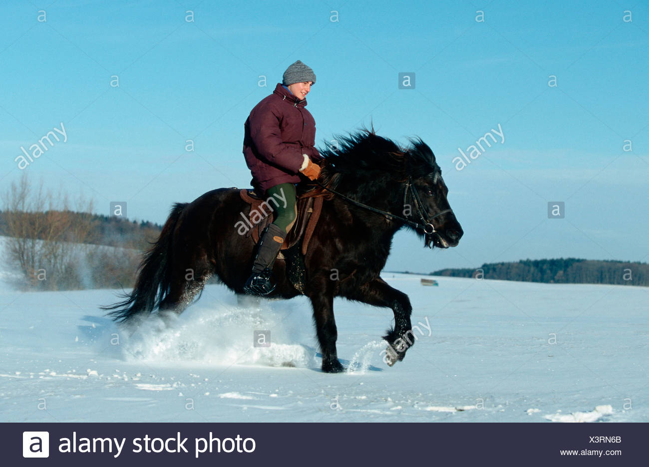 Rider On Icelandic Horse In Winter Reiter Auf Islandpony Im Winter Islander Islandpferd Saeugetiere Mammals Haustier Nutztier Stock Photo Alamy