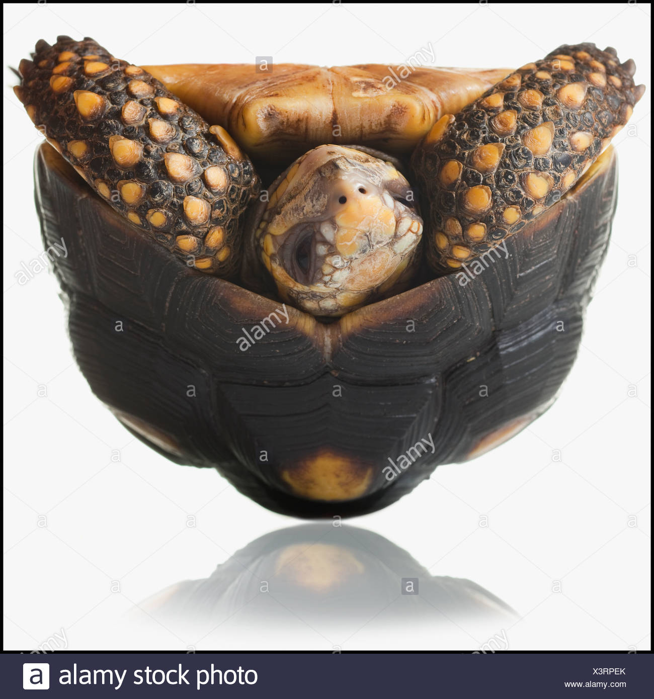 Upside Down Turtle High Resolution Stock Photography and Images Alamy