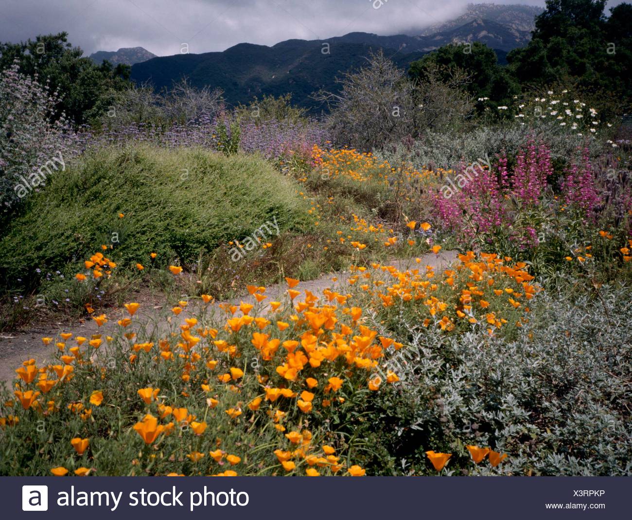 Santa Barbara Botanic Garden California Usa Gdn106825 Stock