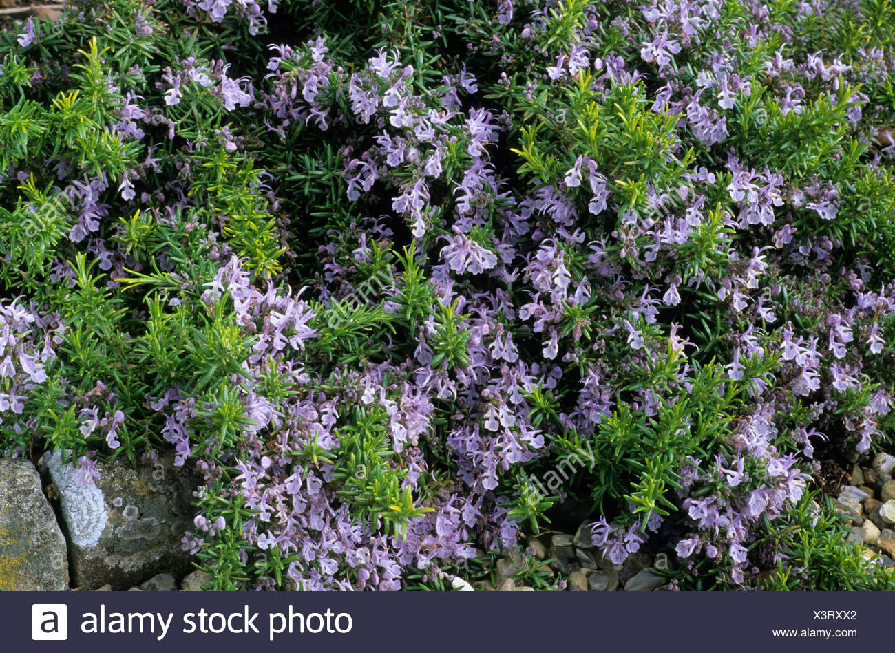 Rosmarinus officinalis Prostratus Group rosemary blue flower flowers