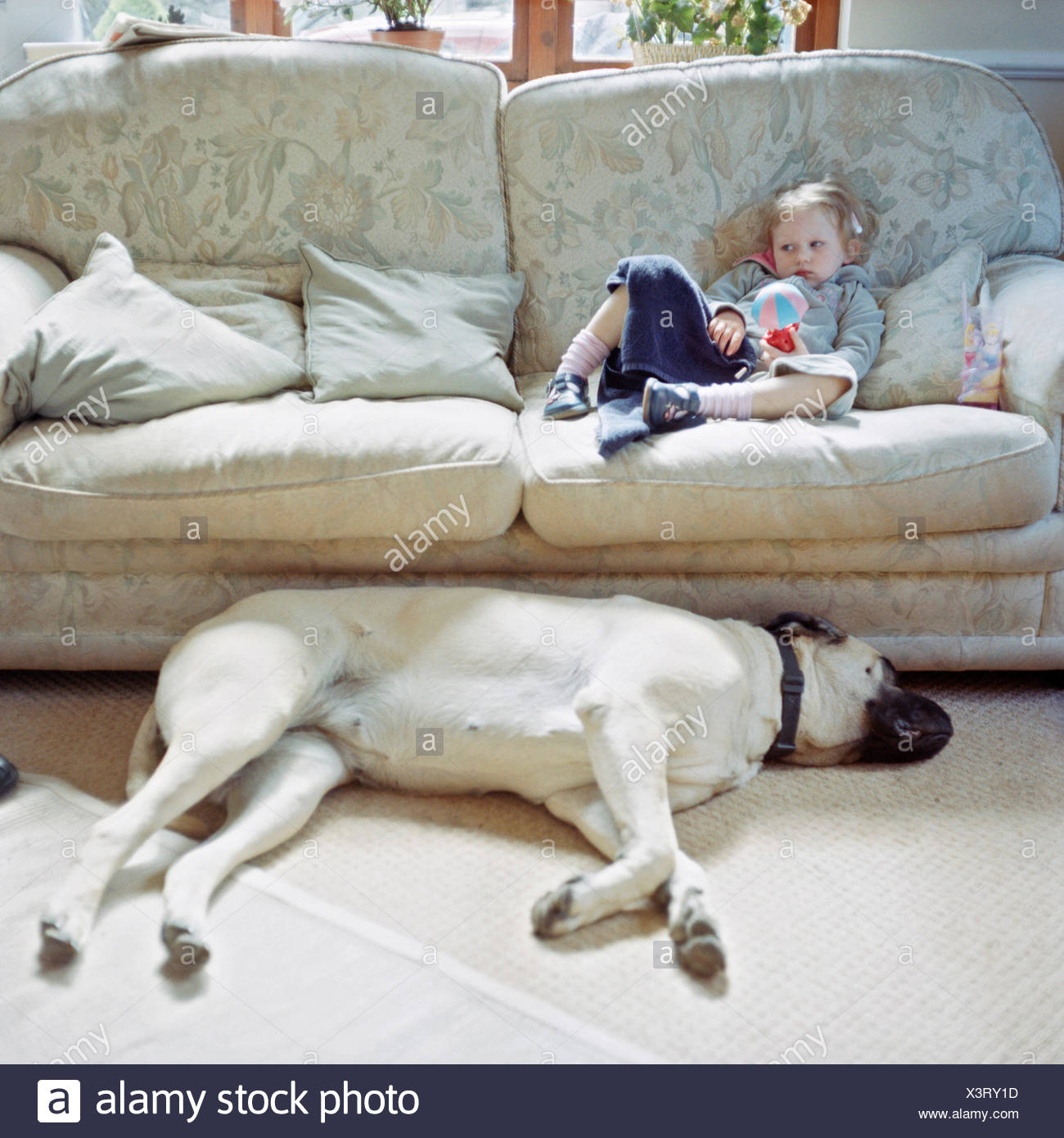 Little Girl On Couch Next To Big Dog Stock Photo 277735961 Alamy
