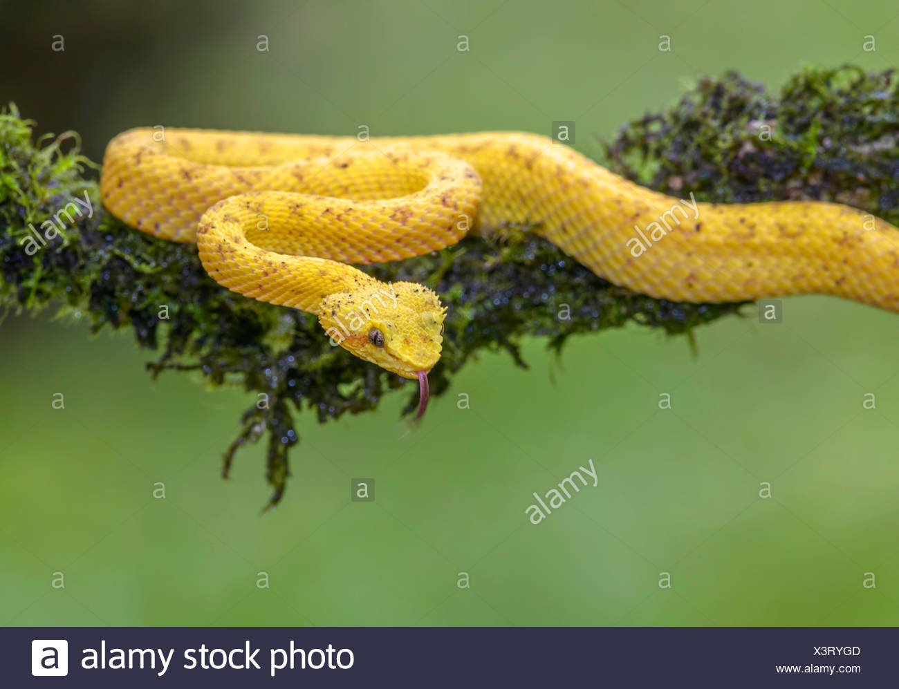 Pit Viper Close Stock Photos & Pit Viper Close Stock Images Alamy