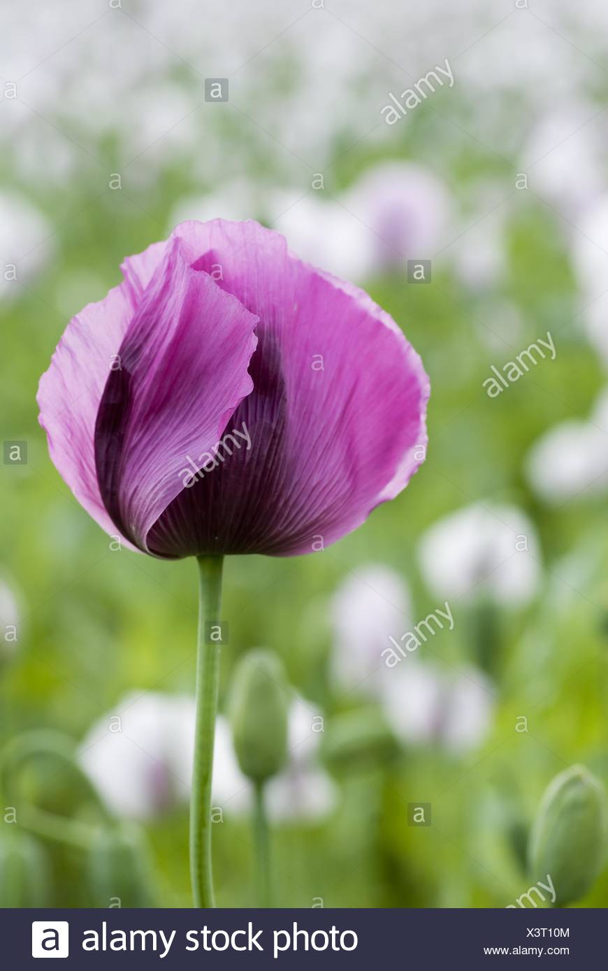 Magenta Opium