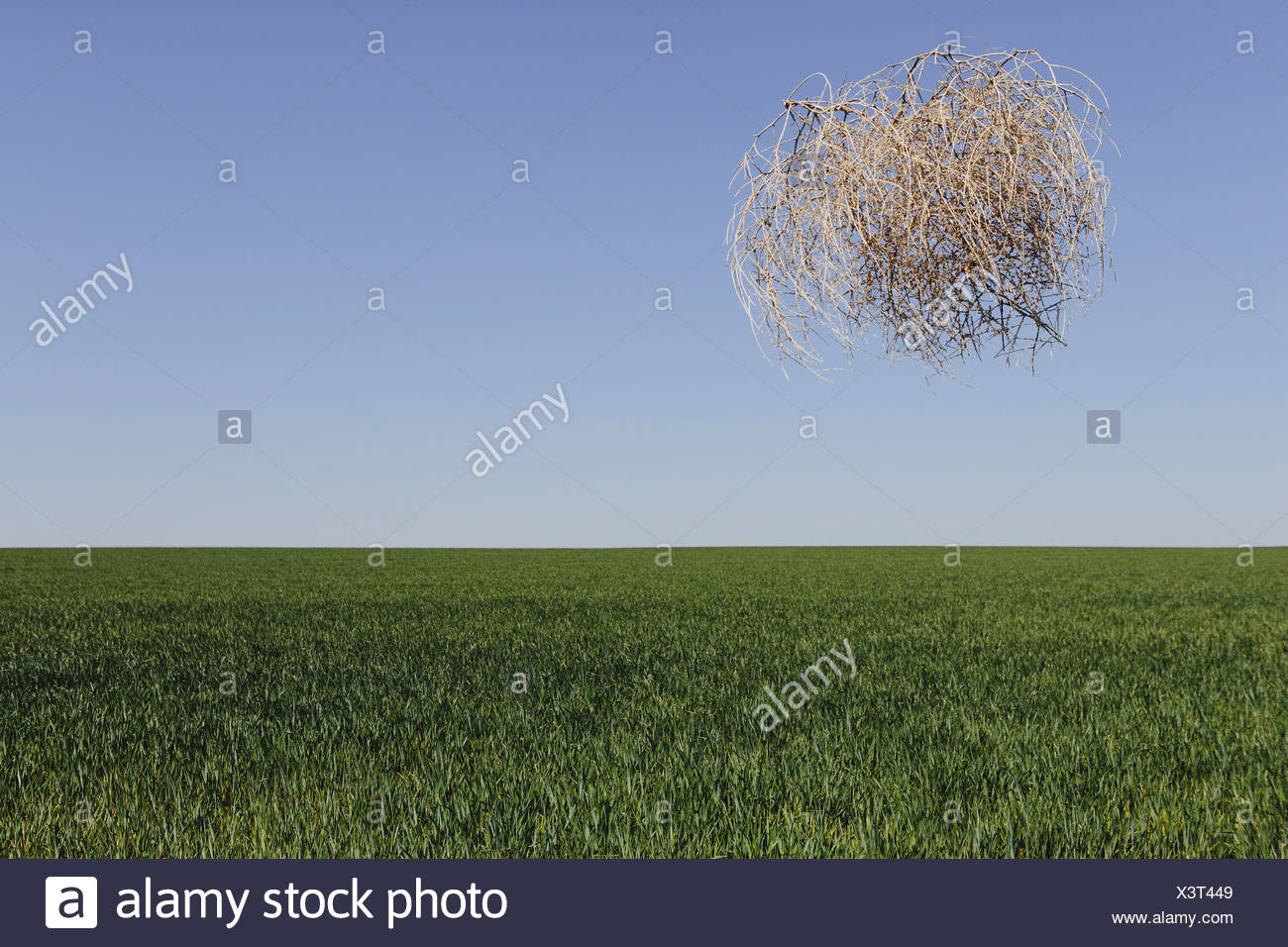 Tumbleweed High Resolution Stock Photography and Images Alamy