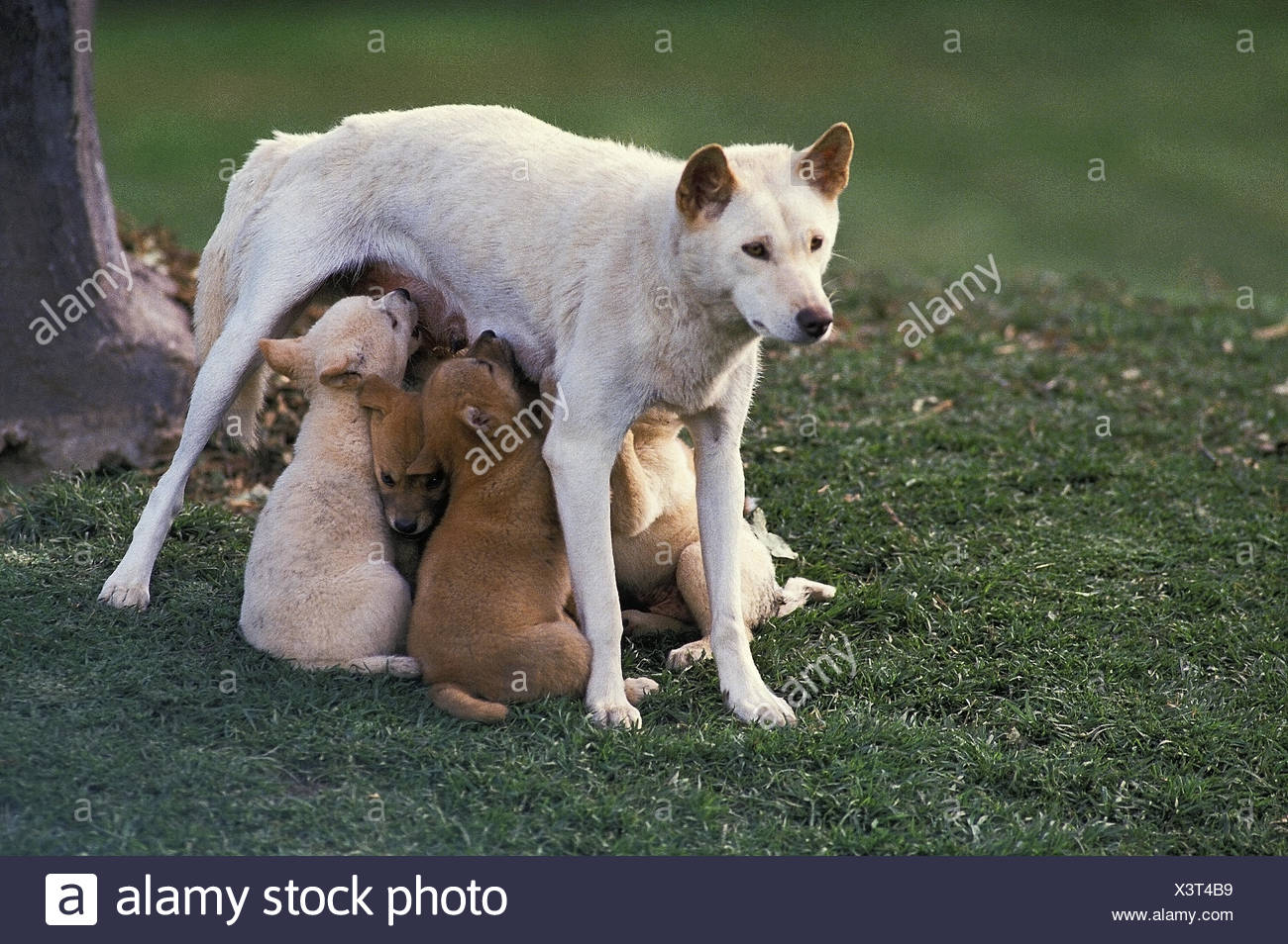 Dingo, canis familiaris dingo, Mother with Puppies suckling, Australia  Stock Photo - Alamy