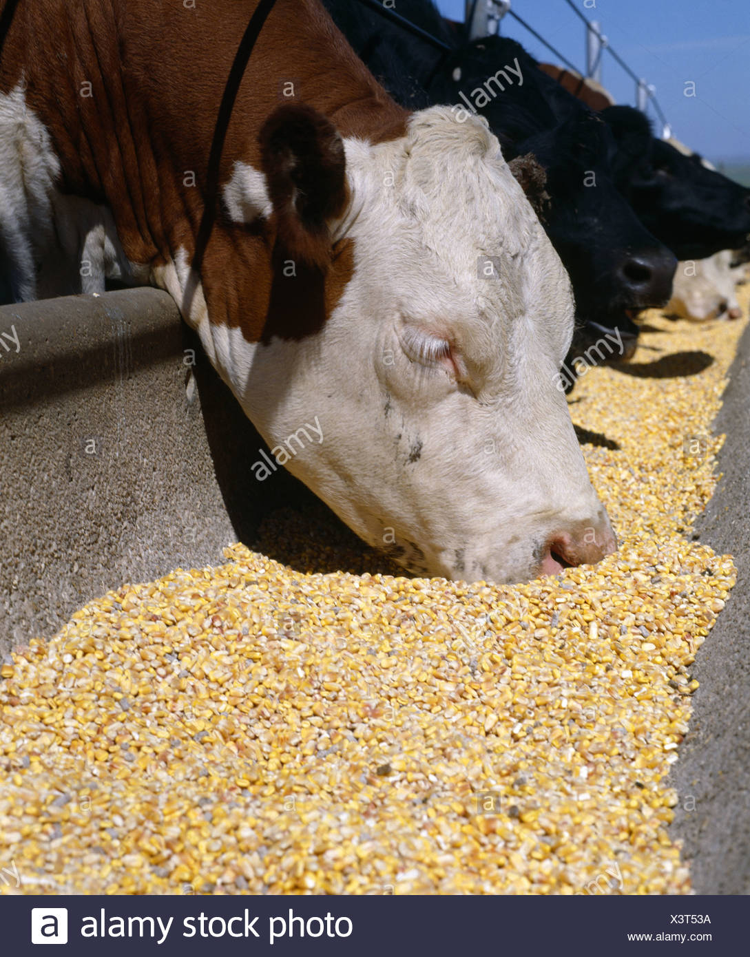Cattle Eating Corn High Resolution Stock Photography and Images Alamy