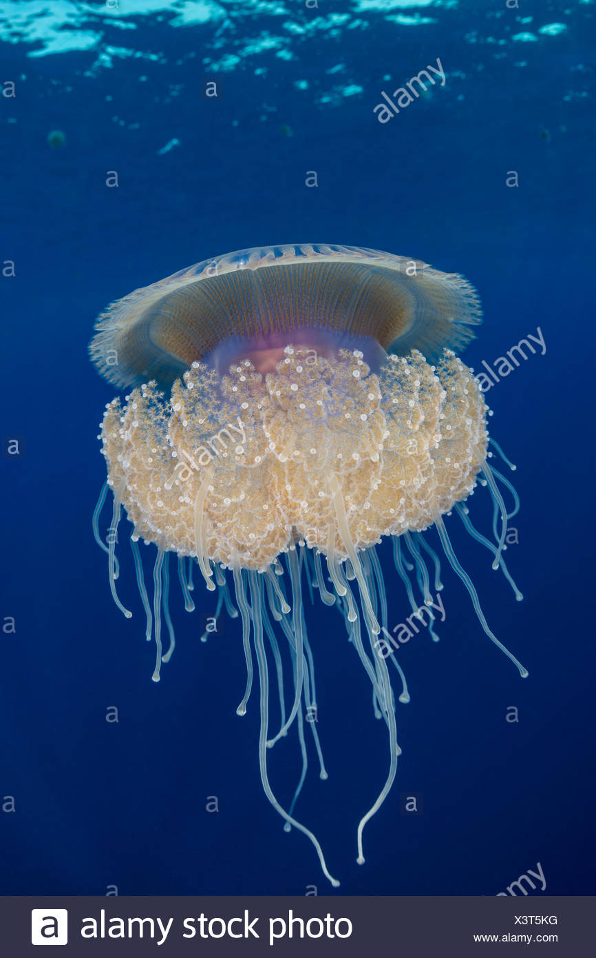 Cauliflower Jellyfish High Resolution Stock Photography and Images Alamy