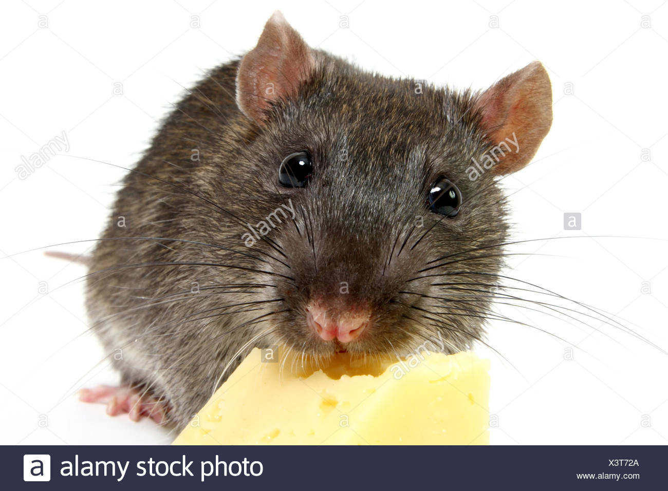 Rat Eating Cheese High Resolution Stock Photography and Images Alamy