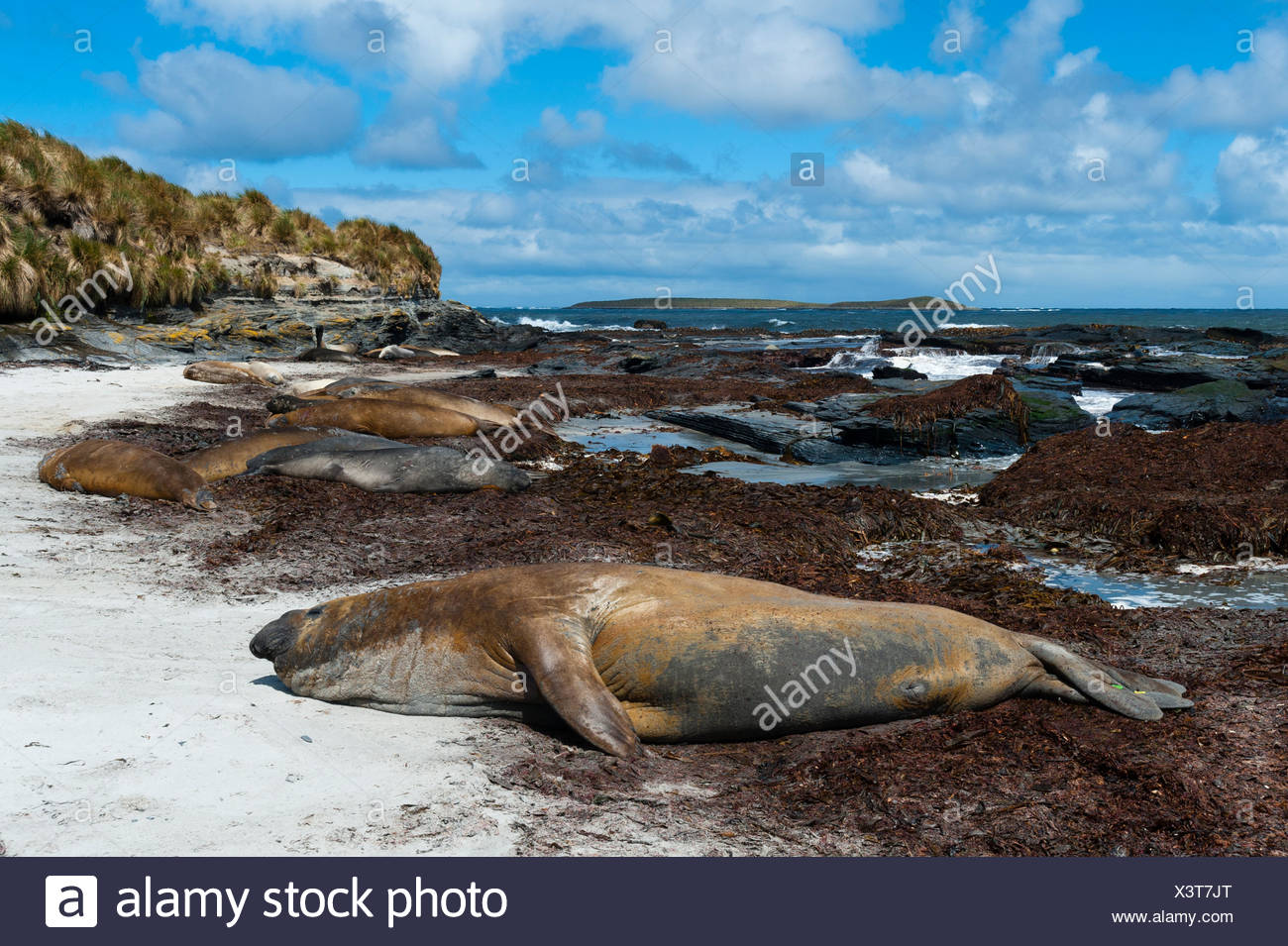 Seal Lying On The Beach High Resolution Stock Photography And