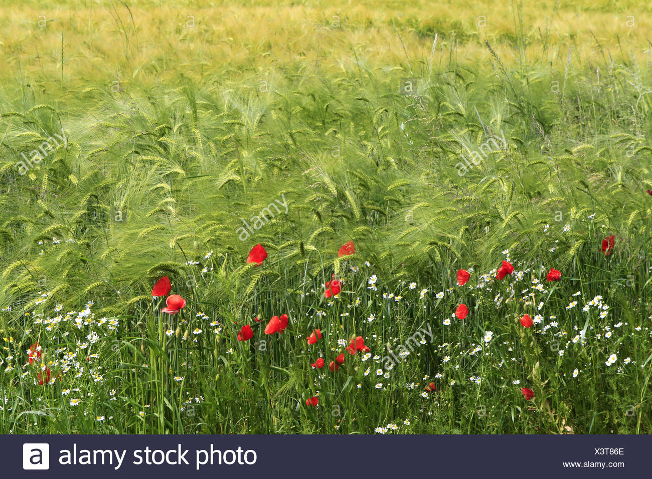 Buntes Getreidefeld mit Mohnblumen (Papaver rhoeas) und Kornblumen (Centaurea cyanus), Insel Ruegen, Mecklenburg-Vorpommern, Ost Stock Photo