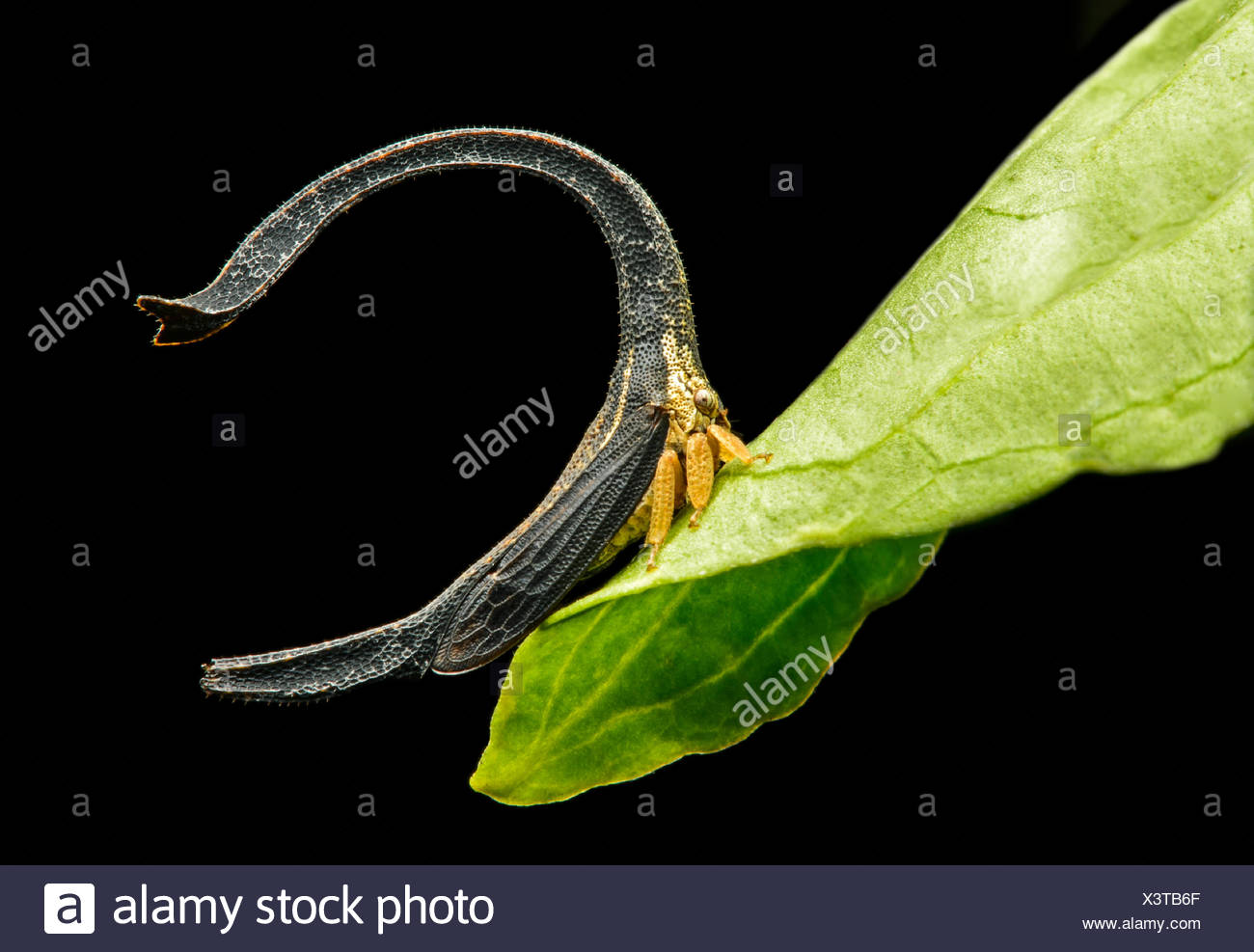Treehopper (Cladonota sp.), size 4mm, Andean cloud forest, Mindo, Ecuador Stock Photo