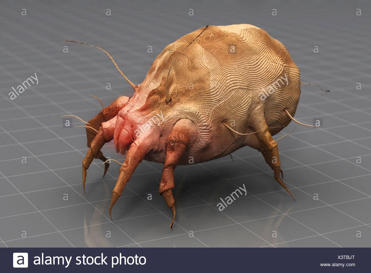 клещ домашней пыли dermatophagoides farinae. клещ дерматофагоидес. клещ домашней пыли d. клещ домашней пыли d2. клещ dermatophagoides pteronyssinus ige.