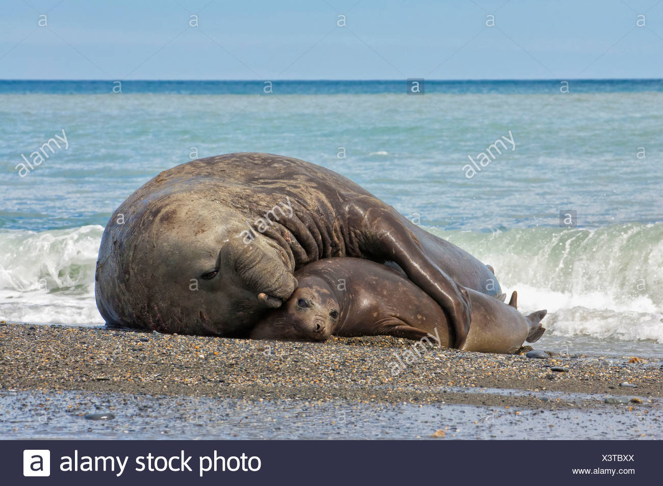 Southern Elephant Seals Beach St Andrews Bay South Georgia High