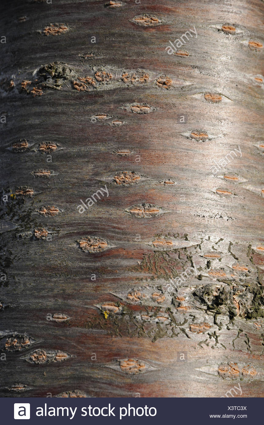 Flowering Cherry Tree Bark High Resolution Stock Photography and Images