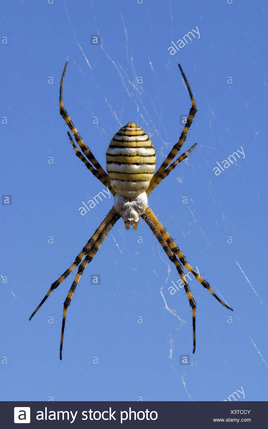 Banded Garden Spider Argiope Trifasciata Stock Photo 277746475