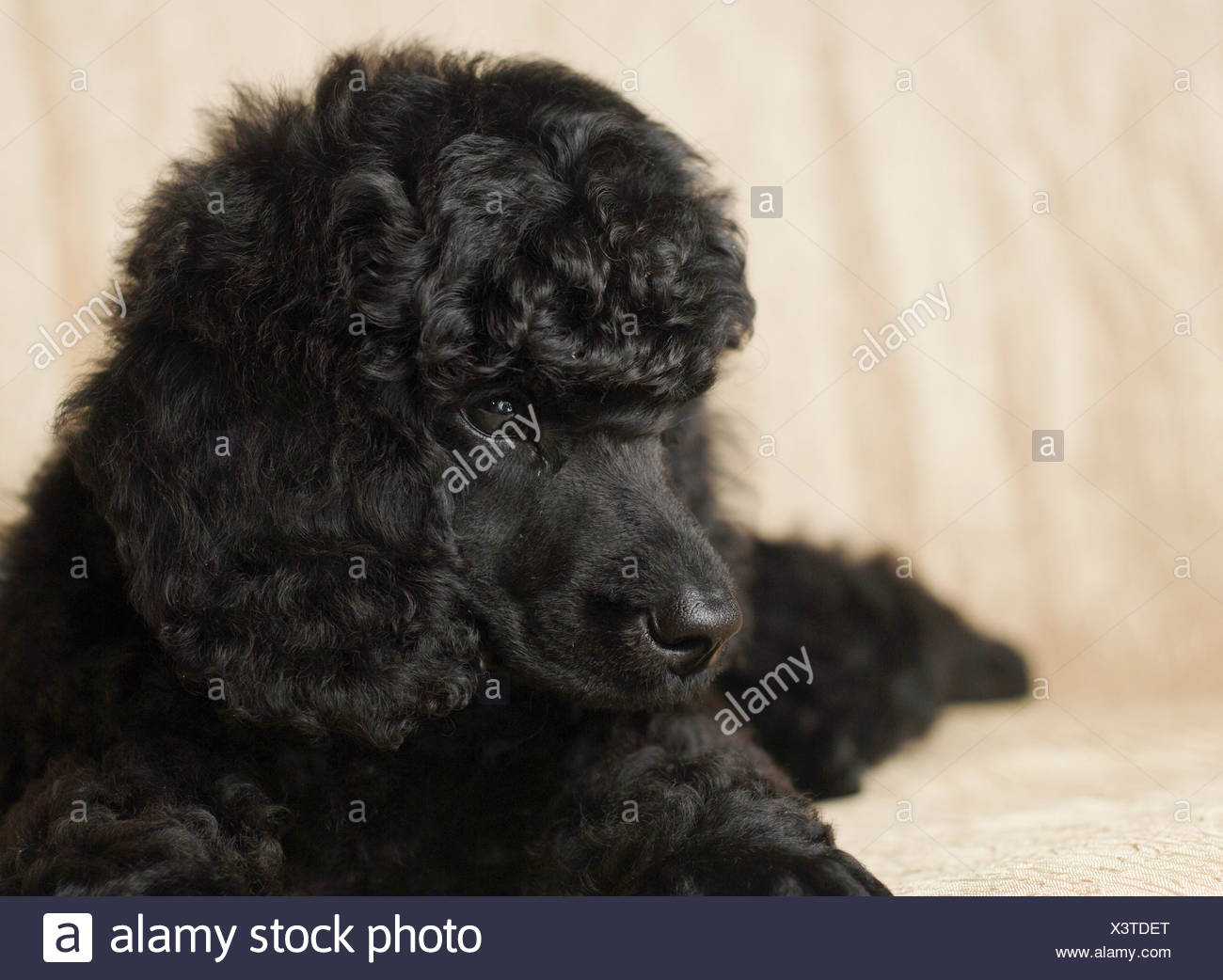black miniature poodle