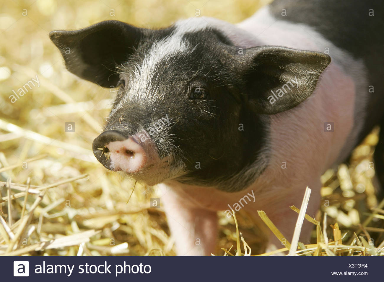 Hallisches Schwein / Ferkel Stock Photo