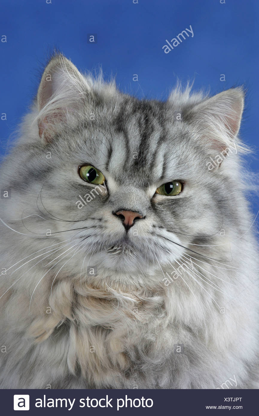 Persian Cat Silver Tabby Perserkatze Saeugetiere Mammals Animals