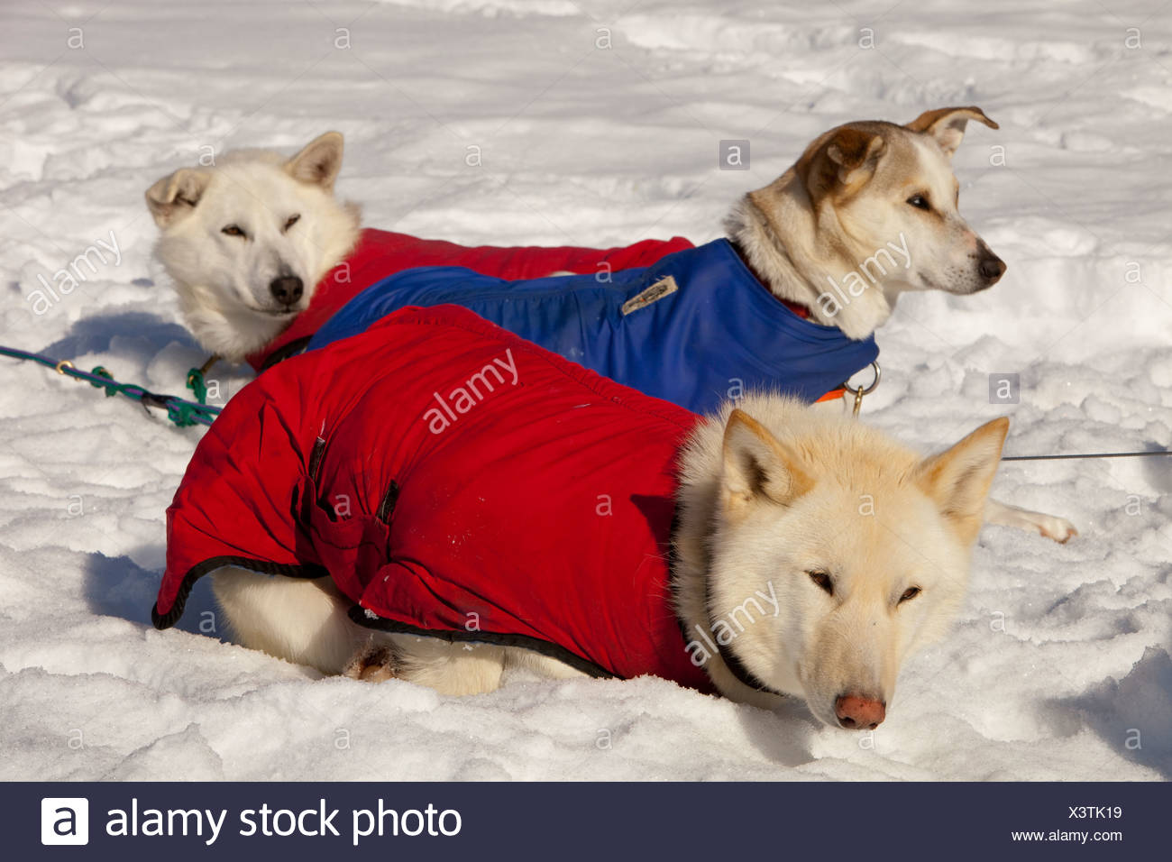 The White Coats High Resolution Stock Photography and Images Alamy