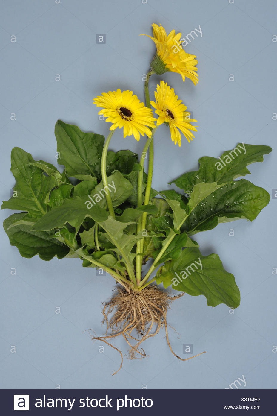Flower Roots High Resolution Stock Photography and Images Alamy