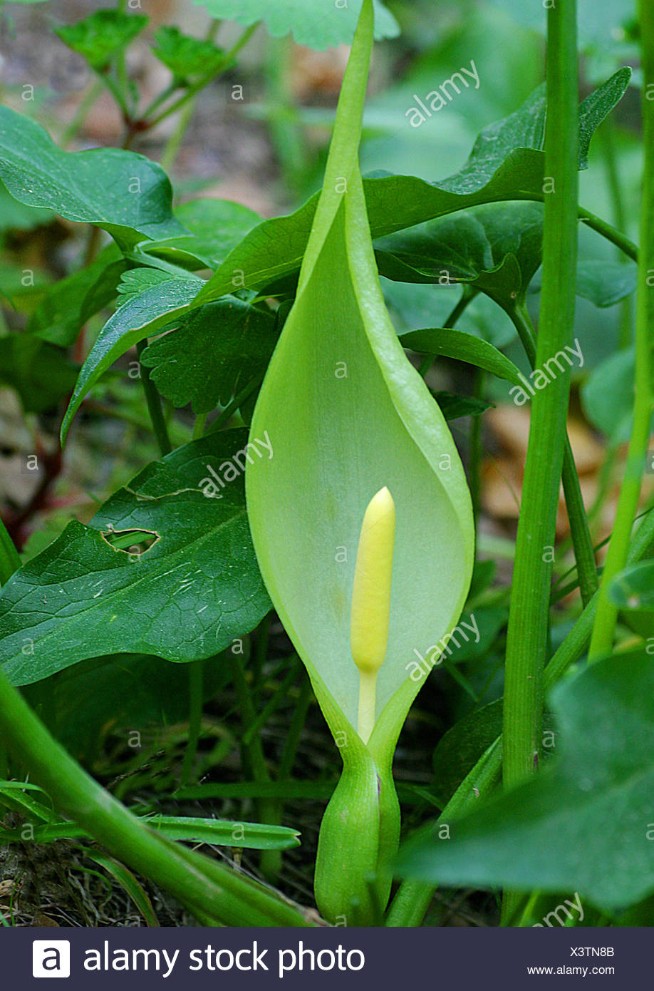 Italian lordsandladies, Italian arum (Arum italicum