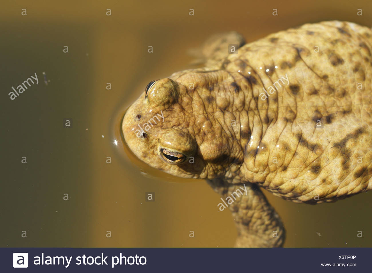 Toad Stock Photo
