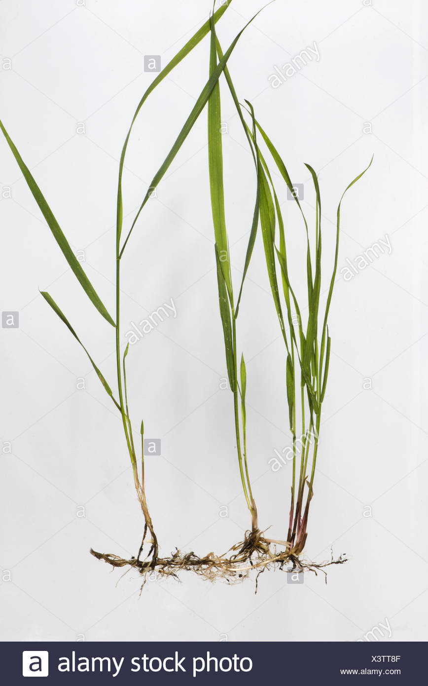 Scutch Grass Stock Photos Scutch Grass Stock Images Alamy