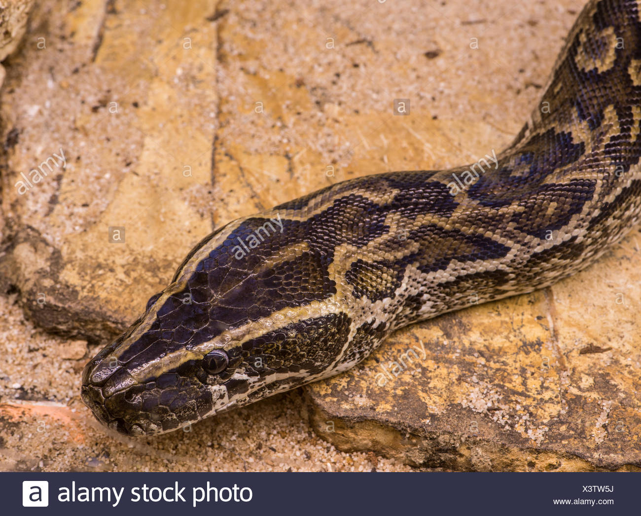Chicken Coop Build Pictures Of A Chicken Snake