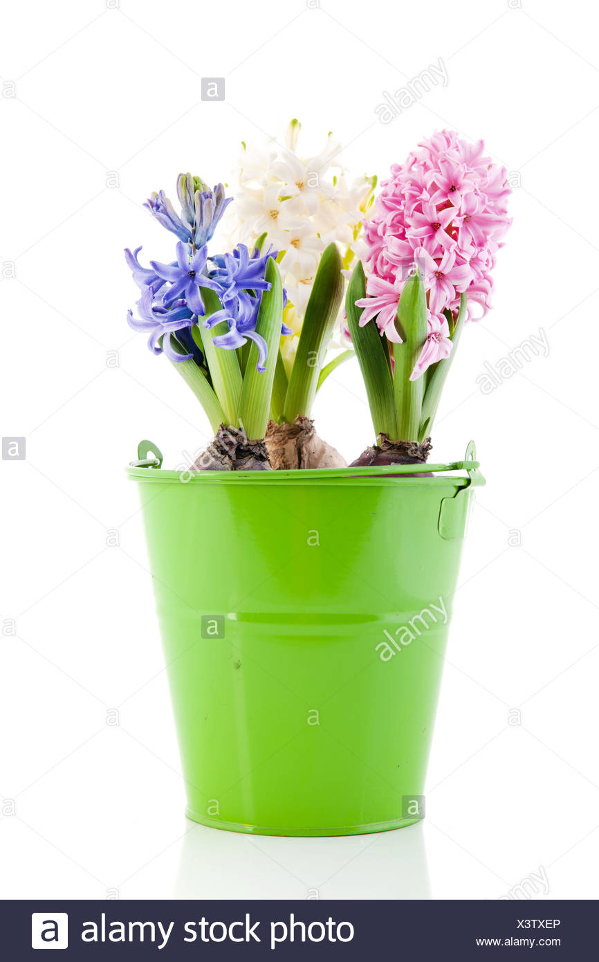 Hyacinth Bucket Stock Photos & Hyacinth Bucket Stock Images Alamy