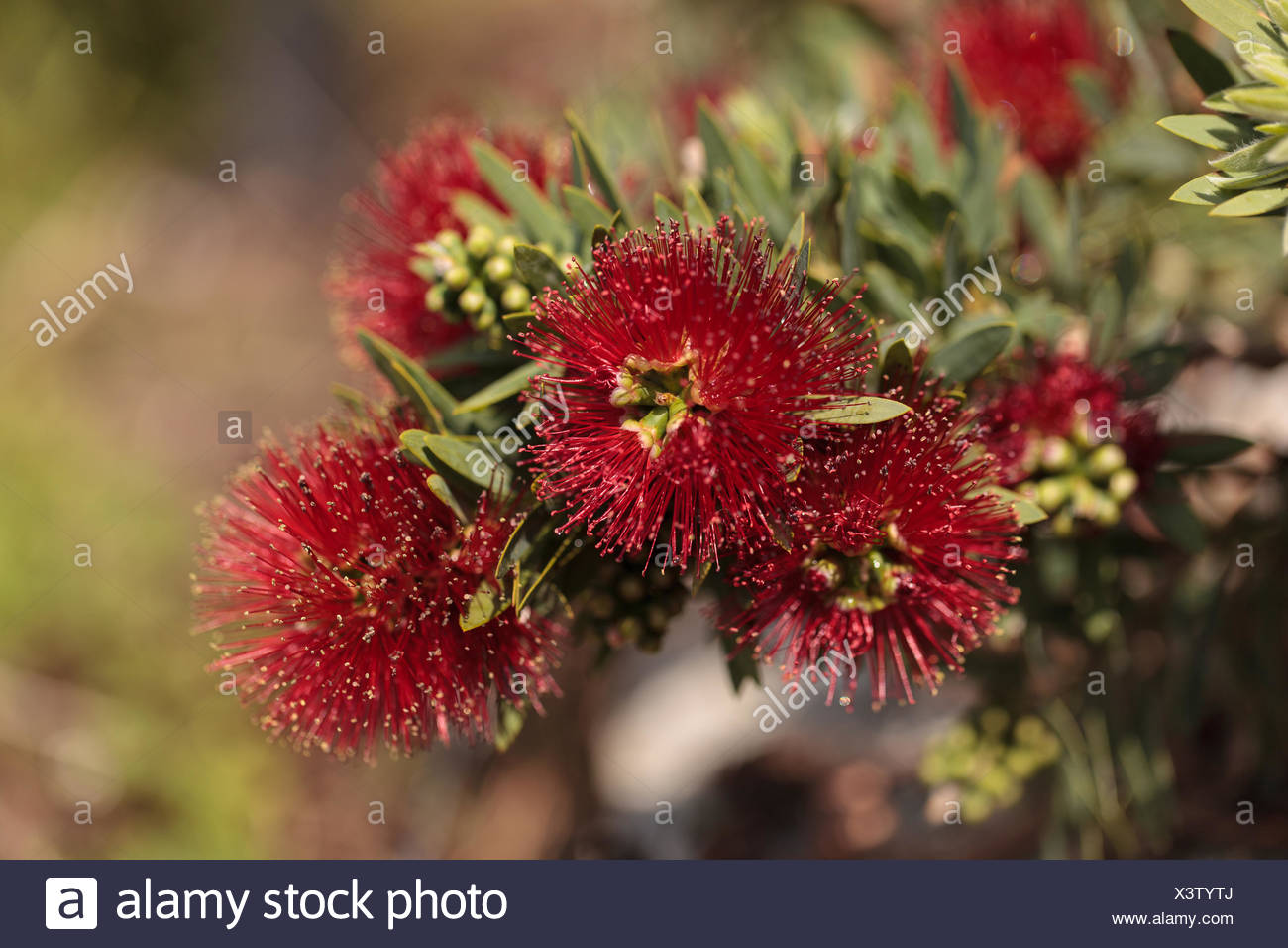 pic Spiky Leaf Plant With Red Flowers https www alamy com spiky red puff flower calliandra haematocephala image277758562 html