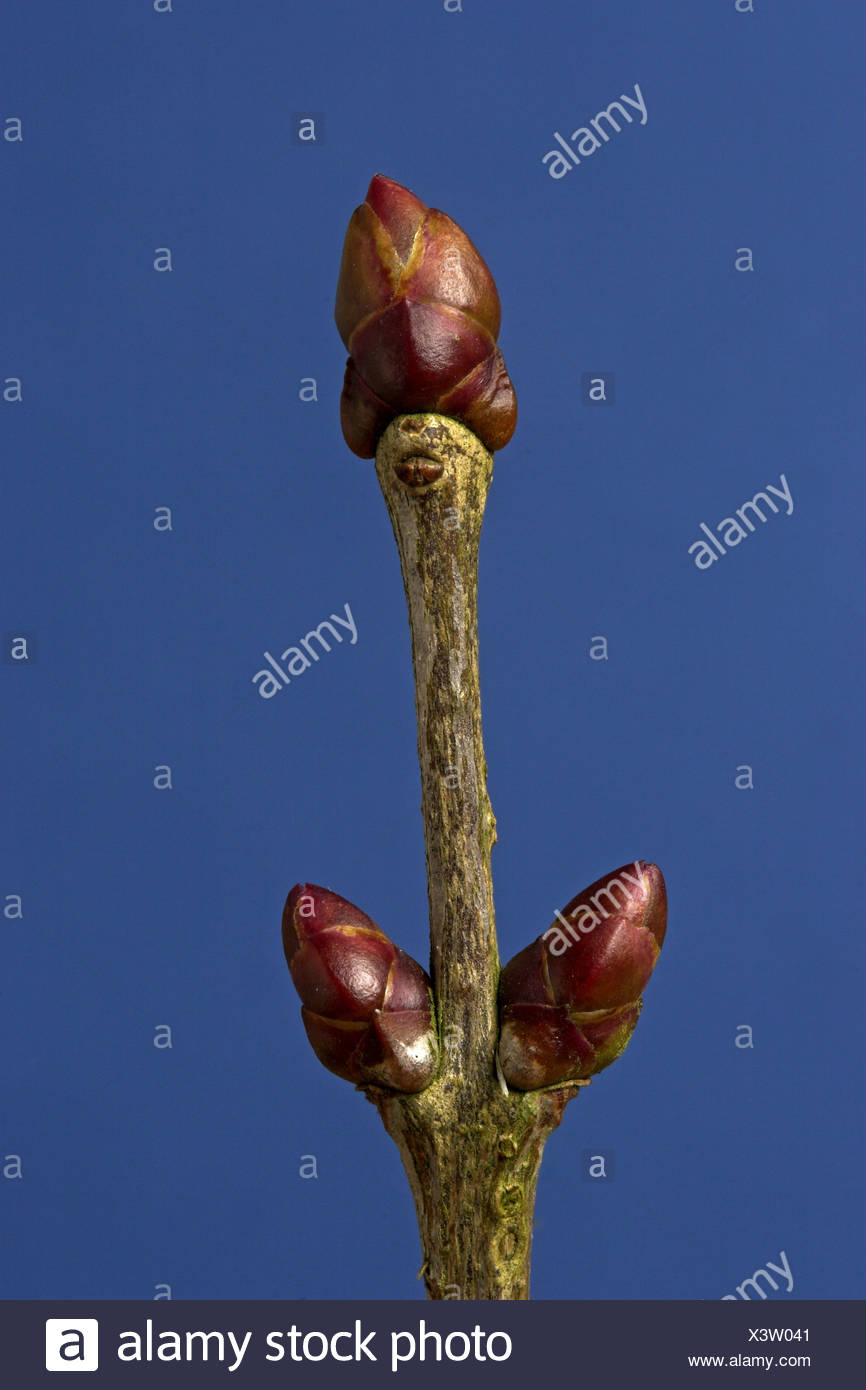 Common Lilac Syringa Vulgaris Buds In Winter Stock Photo Alamy