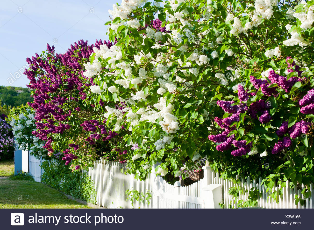 Lilac Hedge High Resolution Stock Photography and Images Alamy