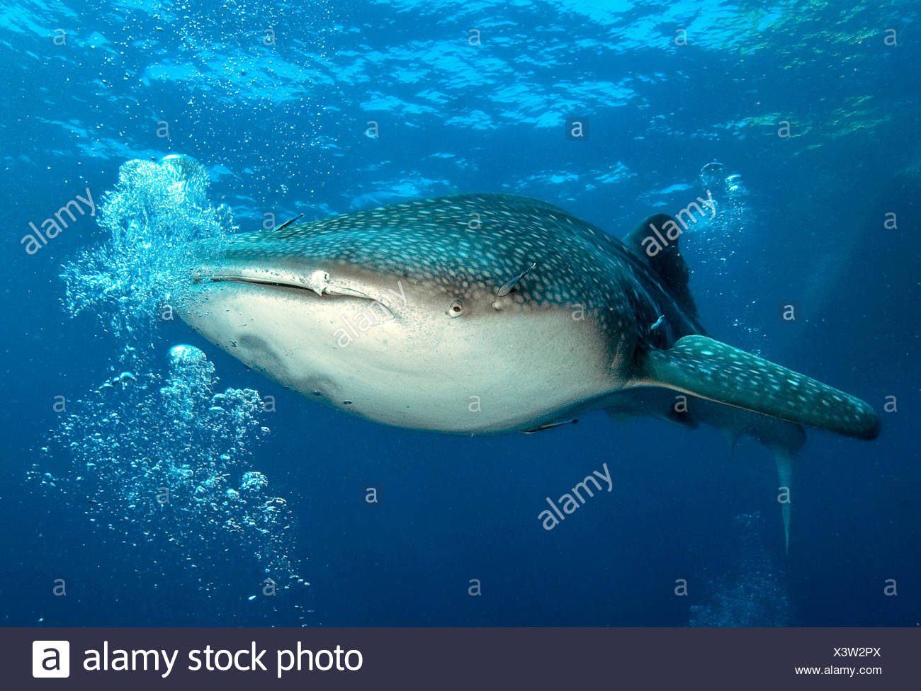 Whale Shark Rhincodon Typus Thailand Stock Photos Whale Shark