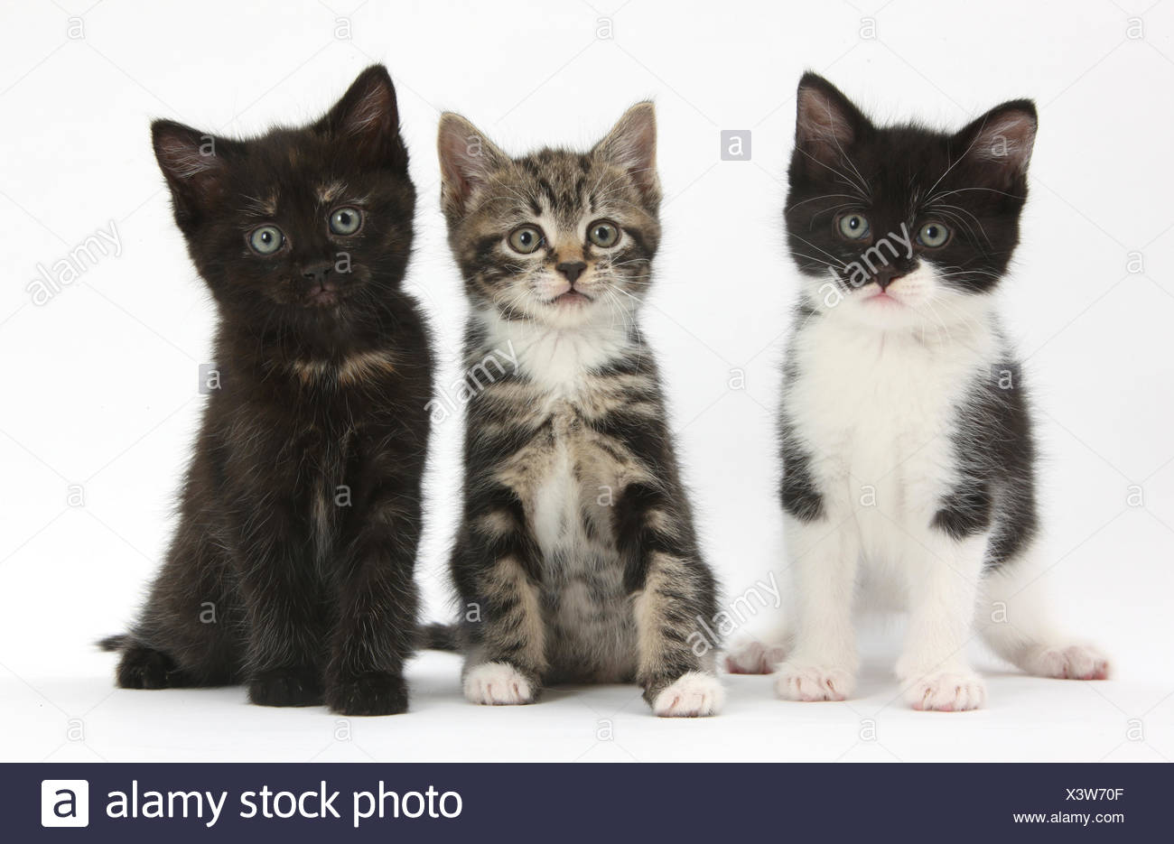 Three Cats Stock Photos & Three Cats Stock Images Alamy