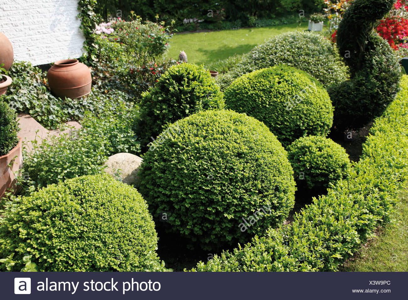 Boxwood Stock Photos & Boxwood Stock Images Alamy