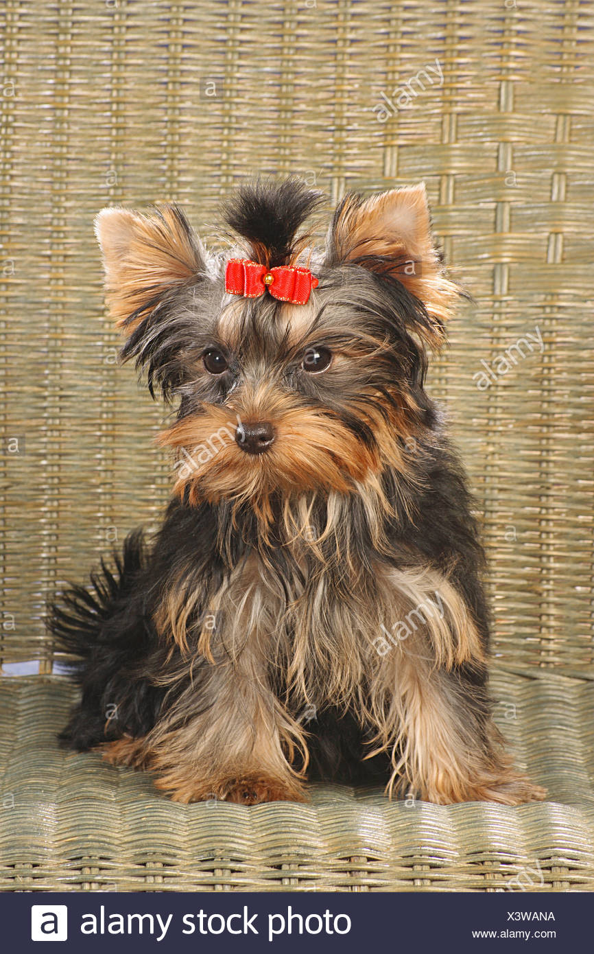 Yorkshire Terrier Puppy With Hair Ribbon Stock Photo 277767094