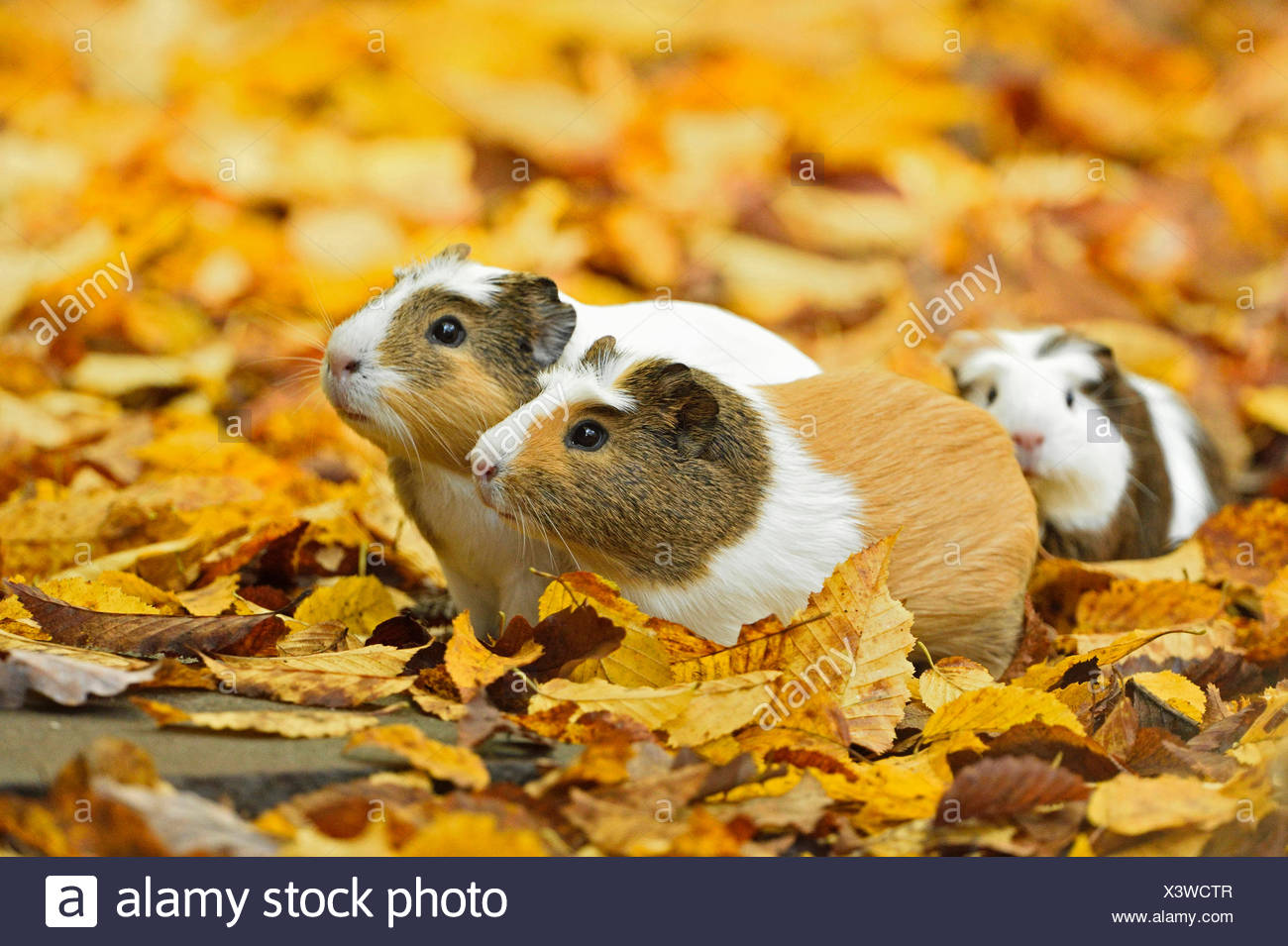 Autumn Guinea Pigs Stock Photos & Autumn Guinea Pigs Stock Images Alamy