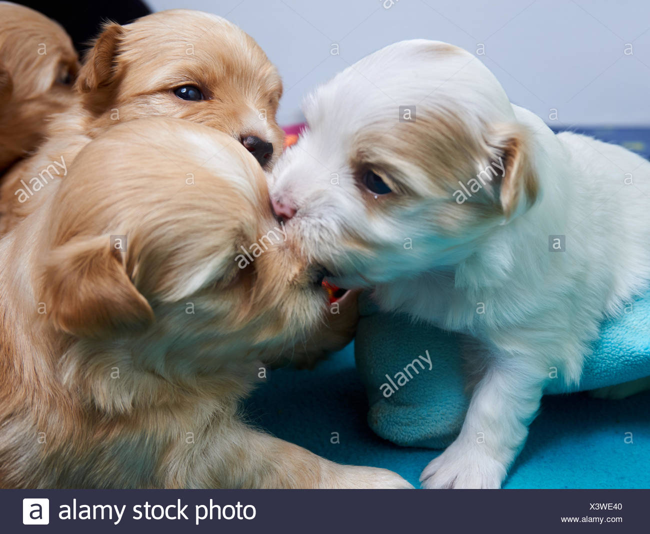 Two young havanese puppies play 
