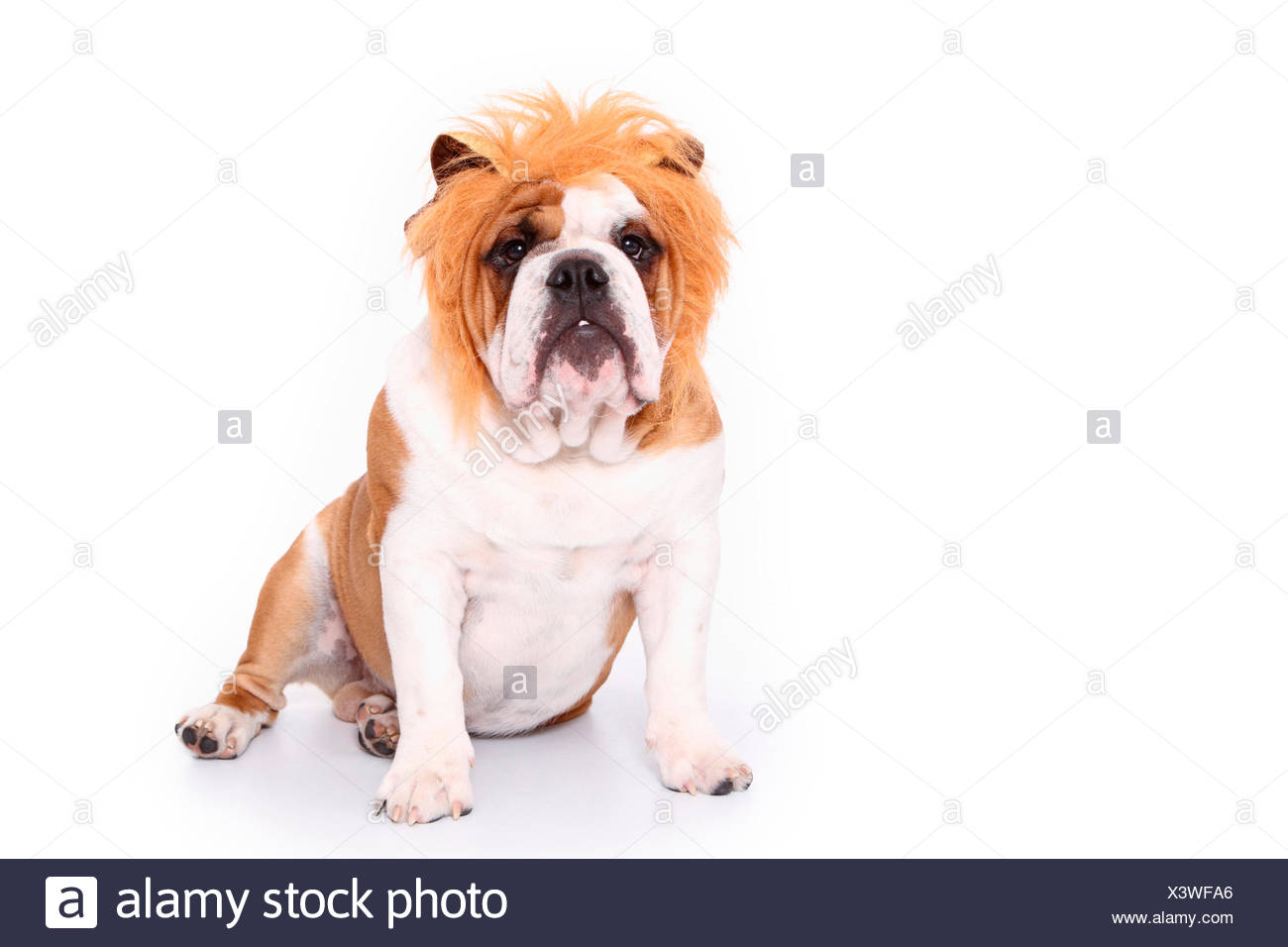 Télécharger gratuitement Images English Bulldog Male Sitting Wearing Lions Mane Studio Picture le plus cool par