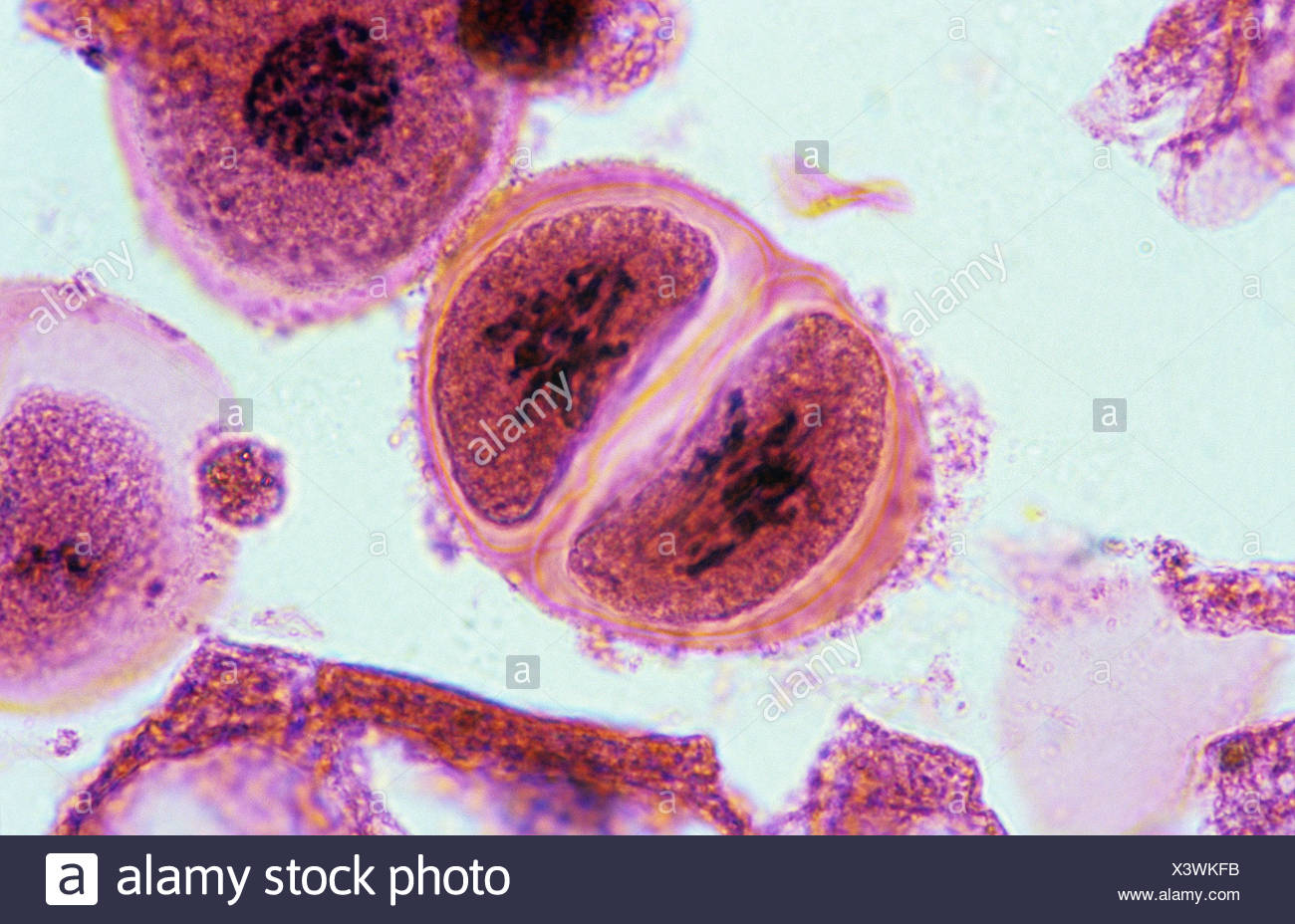 Prophase Cell Stock Photos Prophase Cell Stock Images Alamy